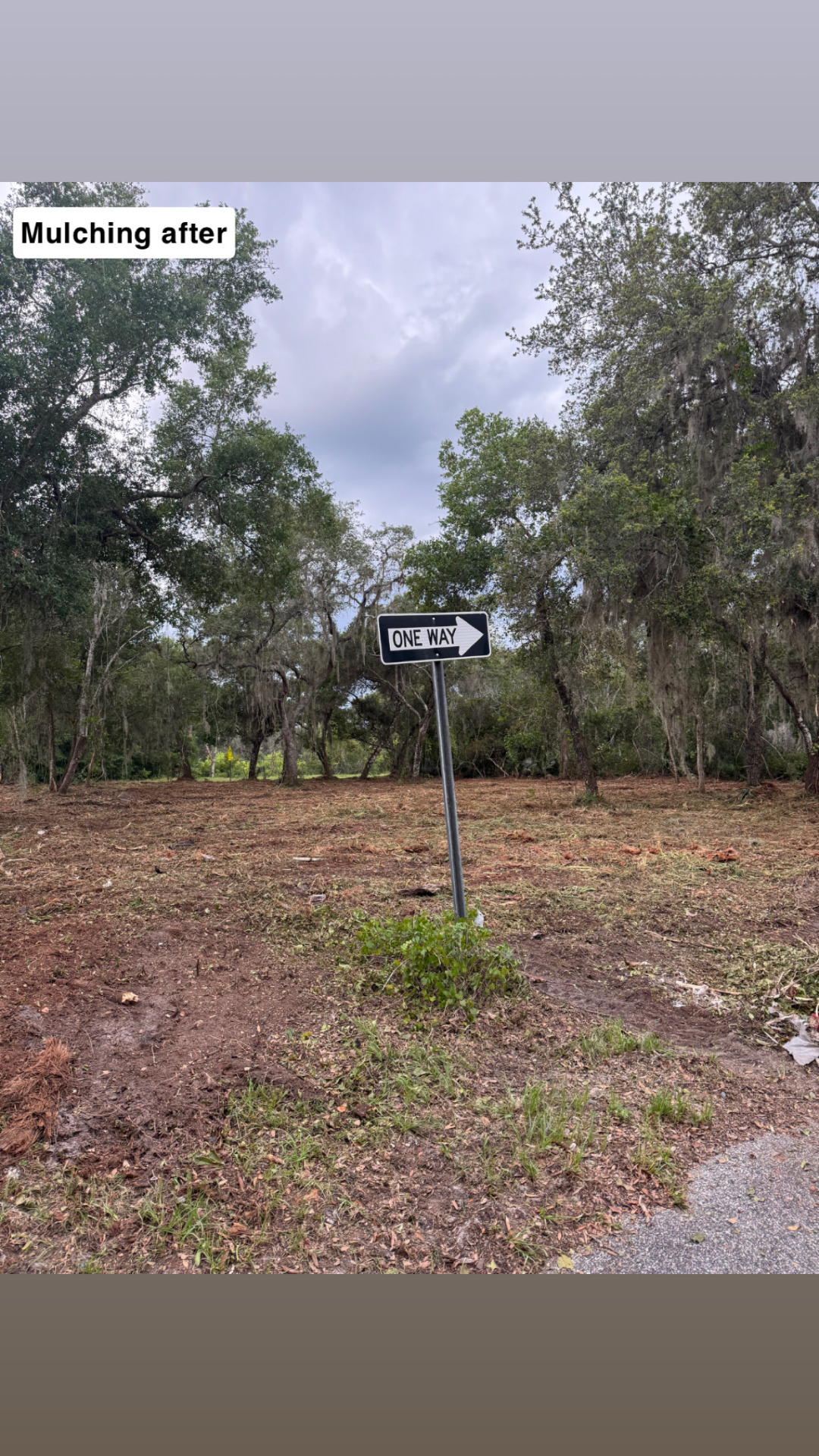 After forestry mulching — cleared lot with mature oaks preserved and clean ground near one-way sign in Volusia County, FL