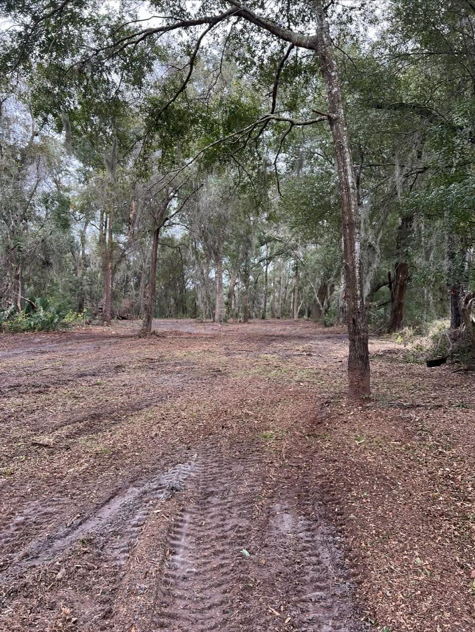 Cleared forest floor with mature oaks and palms preserved after forestry mulching in Volusia County
