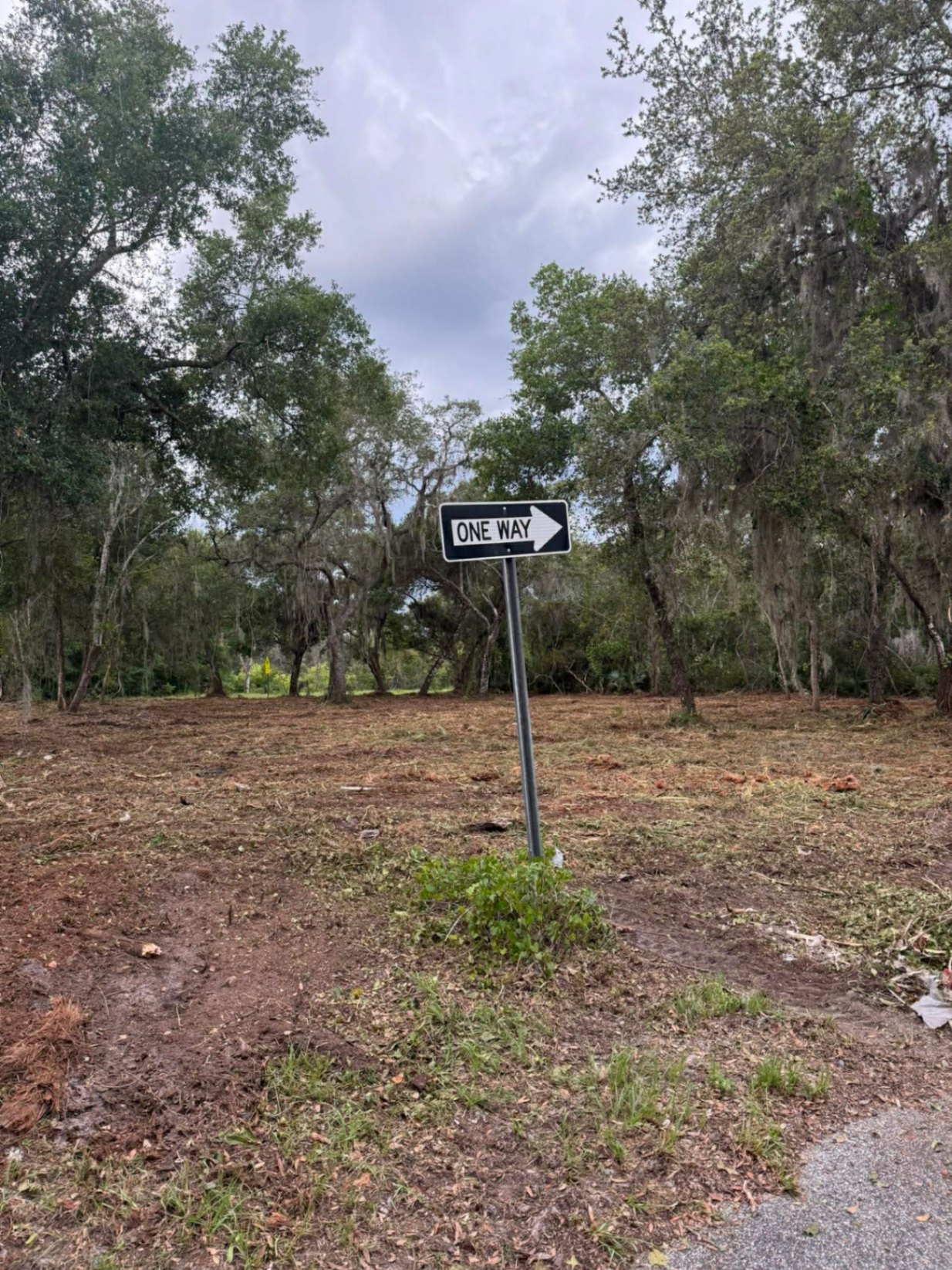 Roadside lot after forestry mulching with oaks preserved and one-way sign visible in Volusia County