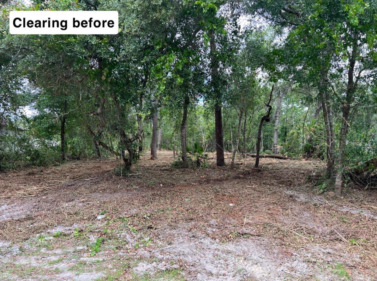Before land clearing — dense trees and underbrush on residential lot in Deltona, FL